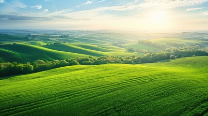 Obraz premium Agro culture, green fields, nature, view from above