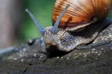 a big brown snail is crawling on an old fallen tree in the forest
