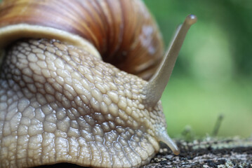 macro photo in profile of a snail sitting on an old stump