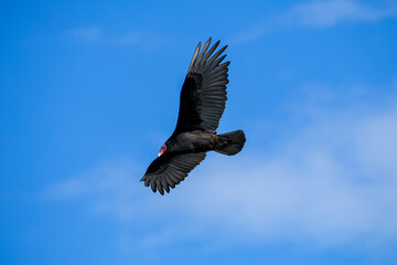 A Turkey Vulture (Cathartes aura) in full flight.