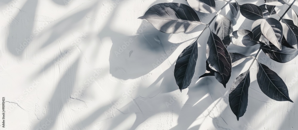 Poster Neutral nature background with a gray leaf shadow on a white wall suitable for text placement in the copy space image