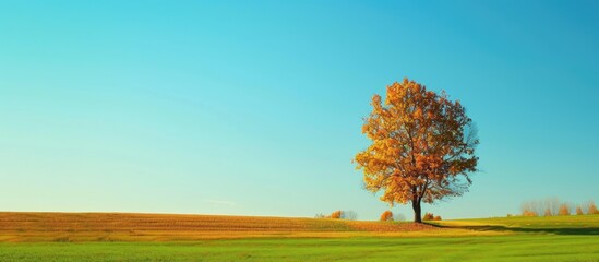Scenic autumn view showcasing a vacant green farmland showcasing golden trees against a clear blue sky with copy space image available