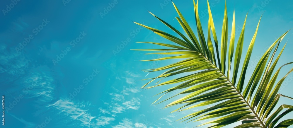 Poster palm frond displayed in front of a vibrant blue sky as a copy space image