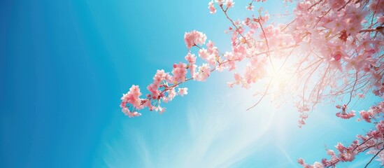 Scenic view capturing beautiful cherry blossom against a clear blue sky in a copy space image