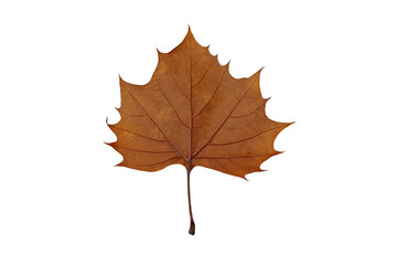 Lower surface of dried brown autumn maple leaf isolated on white background.  Ventral side maple leaf.