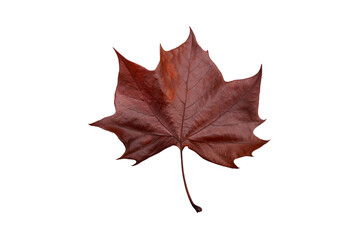 Cut out of upper surface of dried brown autumn maple leaf isolated on white background. Dorsal side maple leaf.