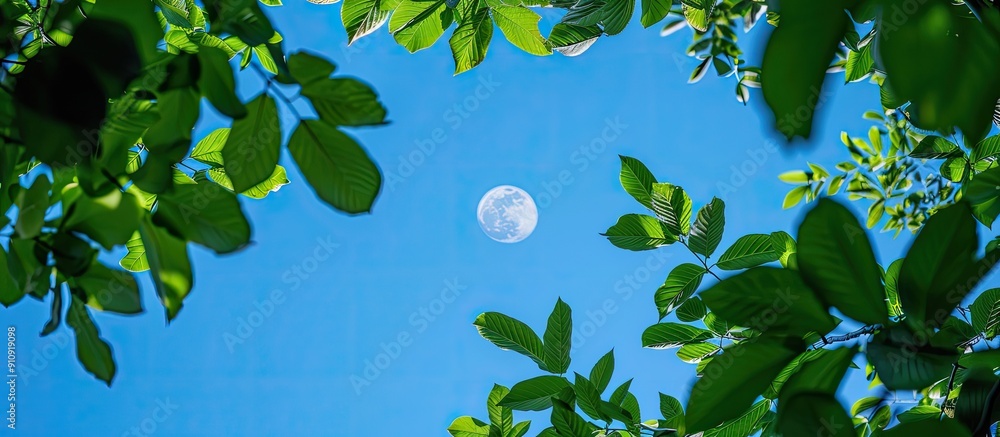 Poster view up through the green leaves to the blue summer sky with moon in copy space image