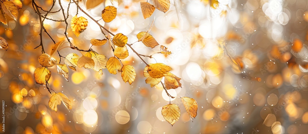 Poster soft focused hanging birch branches with yellow foliage in sunlight set amidst an autumn forest back