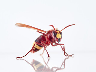 The Oriental Hornet in a white background. Vespa orientalis. Asian Hornet