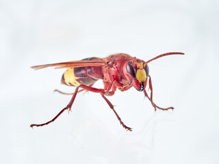 The Oriental Hornet in a white background. Vespa orientalis. Asian Hornet