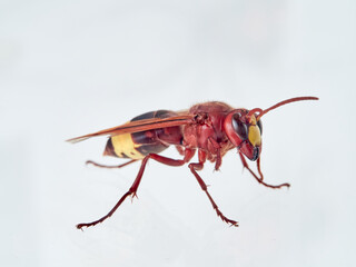 The Oriental Hornet in a white background. Vespa orientalis. Asian Hornet