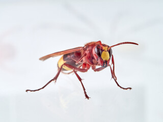 The Oriental Hornet in a white background. Vespa orientalis. Asian Hornet