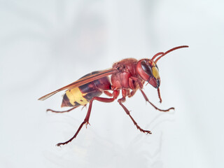 The Oriental Hornet in a white background. Vespa orientalis. Asian Hornet
