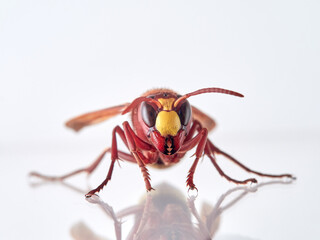 The Oriental Hornet in a white background. Vespa orientalis. Asian Hornet