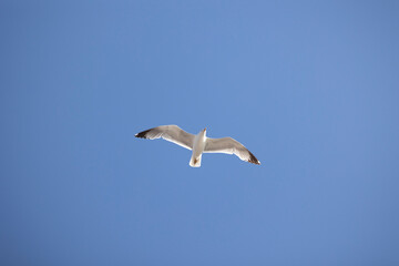 White seagull in flight against a clear blue sky, its wings fully extended and gliding effortlessly. Perfect for themes of freedom and nature's beauty.