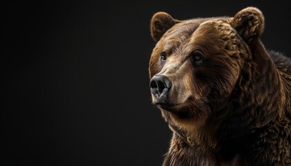 Fototapeta premium Portrait of a Brown Grizzly Bear on Dark Background