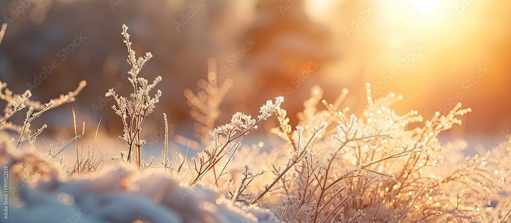 Fototapete in the evening sun the grass and branches are covered in large crystal like frost creating a serene 