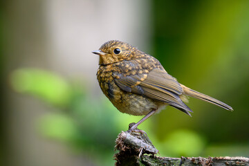 Juvenile Robin