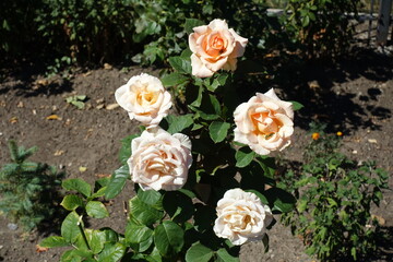 5 beige flowers of roses in August