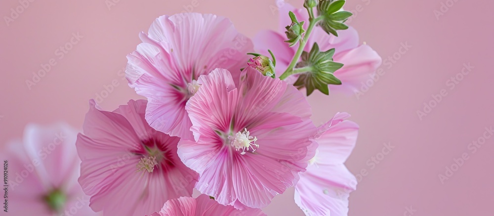 Poster the mallow flowers are set against a lilac backdrop in the copy space image