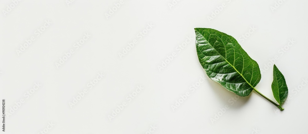 Poster Copy space image of a single leaf against a white background