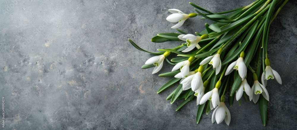 Fototapete Snowdrop bouquet on a gray stone background with a copy space image for messages perfect for Valentine s Women s and Mother s Day greetings featuring delicate spring flowers