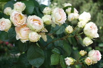 Many beige flowers of roses in mid June