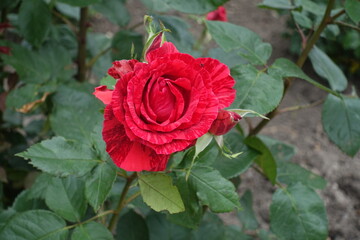 One flower of striped red rose in mid June