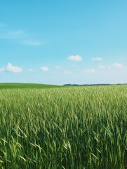 Fototapeta premium Green Grass Landscape
