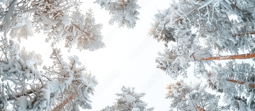Fototapete snow covered pine trees viewed from below with a clear white sky in the background providing a great