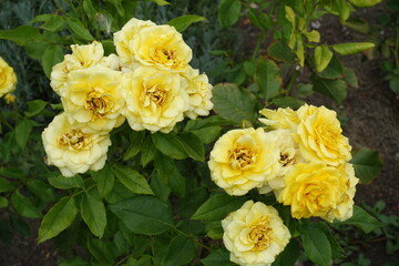 Many yellow flowers of roses in mid August