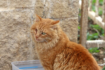 A homeless cat lives on the street in Tel Aviv.