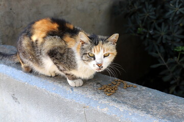 A homeless cat lives on the street in Tel Aviv.