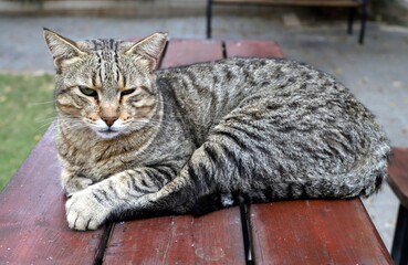 A homeless cat lives on the street in Tel Aviv.