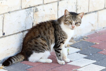 Fototapeta premium A homeless cat lives on the street in Tel Aviv.