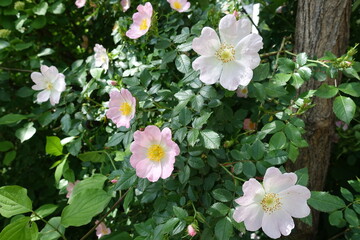 Multiple light pink flowers of dog rose in mid May