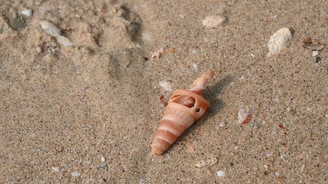 Sea snail slowly emerges from sandy beach, showcasing shell details and marine life behavior in its natural habitat