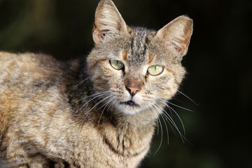 A homeless cat lives on the street in Tel Aviv.