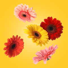 Colorful gerbera flowers in air on golden background