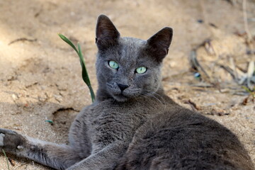 A homeless cat lives on the street in Tel Aviv.