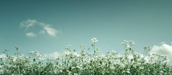 Shepherd s purse against a plain sky providing copy space image