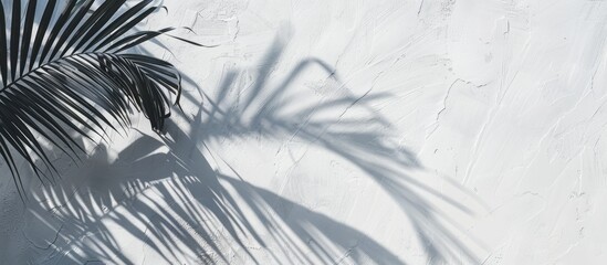 Copy space image of a palm leaf shadow on a white wall allowing room for text