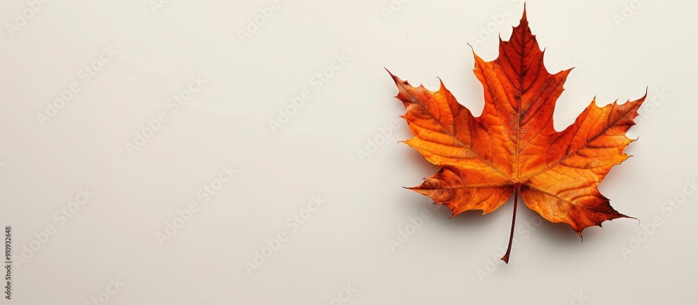 Poster maple leaf with copy space image on white backdrop