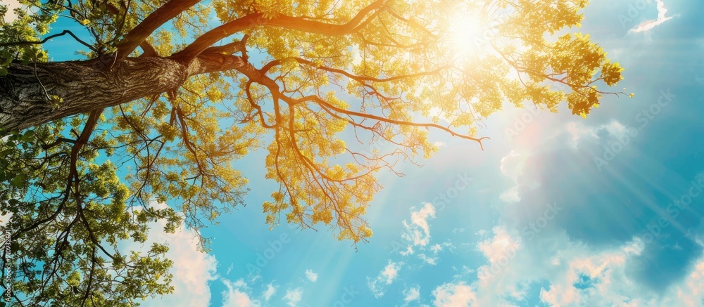Leinwandbilder sunny skies peeking through the branches of a tree create a serene copy space image