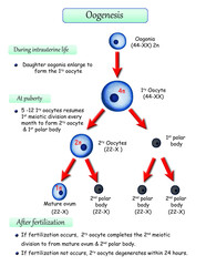 Oogenesis
