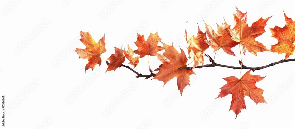 Poster Isolated on a white background an autumn maple branch with leaves provides copy space image