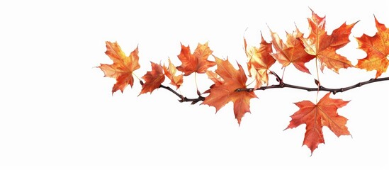 Fototapeta premium Isolated on a white background an autumn maple branch with leaves provides copy space image