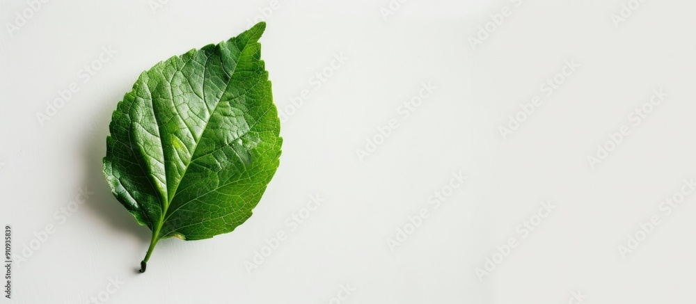 Aufkleber copy space image of a single leaf against a white background