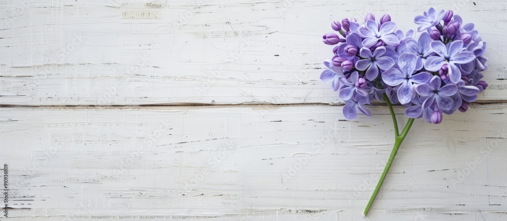 Aufkleber A single Lilac flower displayed against a white wooden backdrop with ample copy space image available overhead