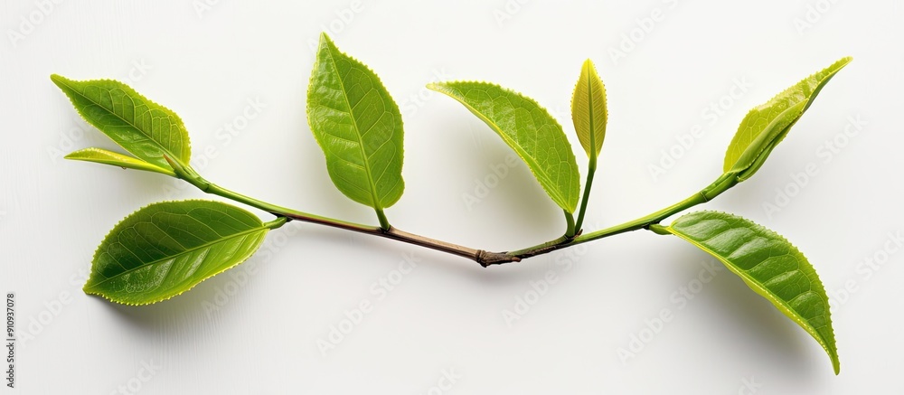 Poster fresh young green tea leaves branch on white background ideal for food concepts with clipping path a